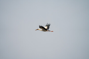Beautiful stork with outstretched wings soars through the sky