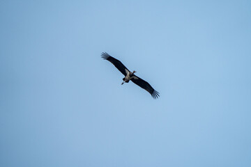 Low angle shot of a black stork flying through a clear blue sky