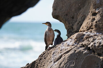 two cormorant birds on a rock by the sea