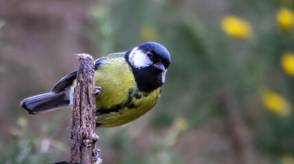 Closeup shot of a great tit bird perched on a tree branch