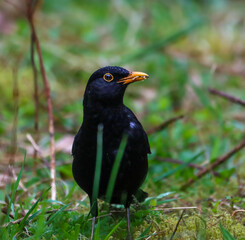 Closeup shot of a blackbird holding worms in its beak for feeding