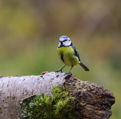 Closeup shot of a blue tit bird perched on a tree branch