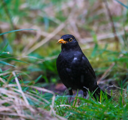 Closeup shot of a blackbird holding worms in its beak for feeding