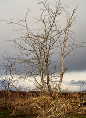 A barren deciduous tree caught by the sunlight on a cold winter day surrounded by long golden grass.