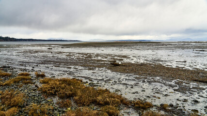 Low tide at a rocky ocean beach with water barely covering parts of the mud flat.