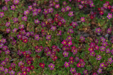 Obraz premium Closeup shot of a cluster of blooming pink saxifrage flowers