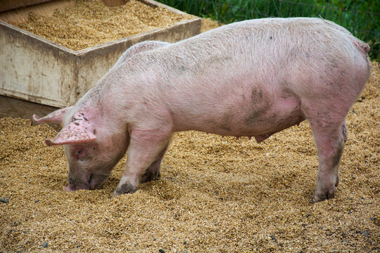 Close up of a farm-raised sow pig eating grains and corn in her pen