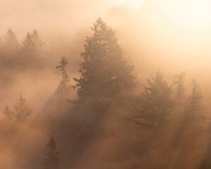 Fototapeta premium Sunlight illuminating trees hidden in fog