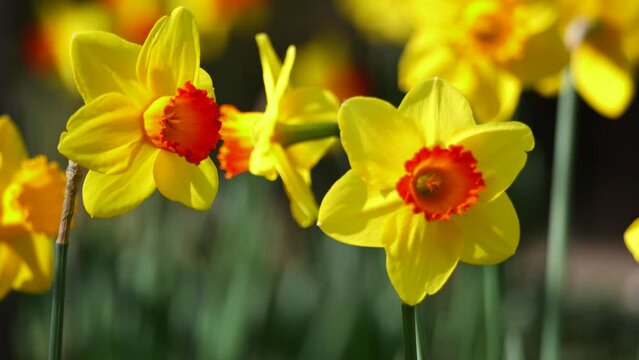 Closeup footage of beautiful Jonquil flowers lightened by the sun against blur background