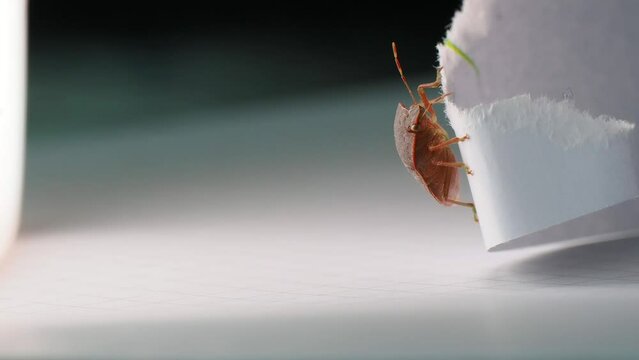 Macro footage of Cimice bug moving on white paper against blur background