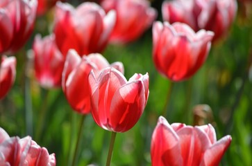 red and white tulips with green stems in the background