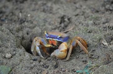 a crab crawls around on the beach sand to eat something