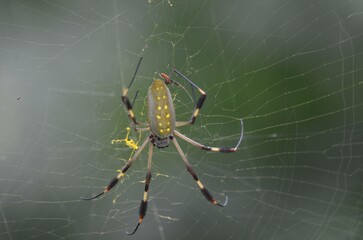 a spider sitting in the center of a web on its hind legs