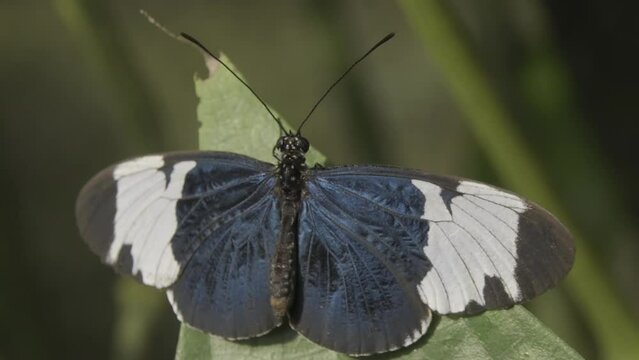 Close-up shot of a Sara Longwing butterfly standing with its wings open on a leaf.