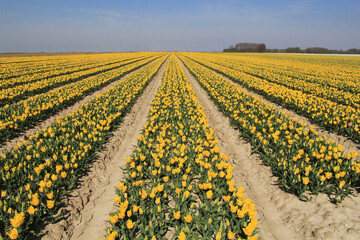 a large bulb field with long rows yellow tulips and a blue sky in the dutch countryside in springtime