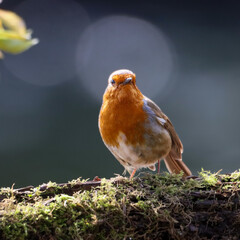 Tiny orange Robin perched on a tree