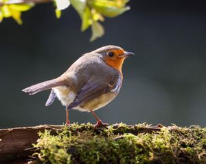 Close-up of a tiny orange Robin perched on a tree