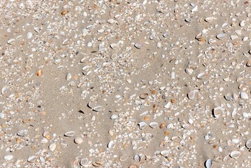 SCHEVENINGEN; NETHERLANDS - 23. MAY 2024. Shells on the North Sea beach