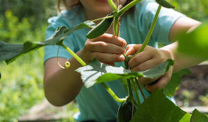 Close-up of a child's hand picking a ripe fresh cucumber from a bush. Gardening, agriculture,...