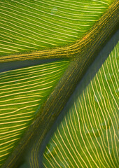 Part of a stag's horn fern leaf
