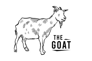 Goat line sketch logo in engraving style, hand drawn black and white vector illustration