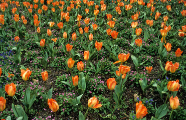 Tulipa spp. 'Orange Emperor' , Tulipe