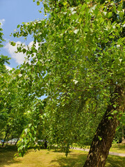 Green beautiful birch tree on a lawn in a city park, nature