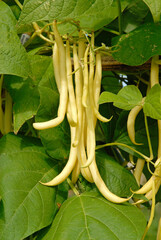 Phaseolus vulgaris 'Ramdor' , Haricot mangetout beurre grimpant,