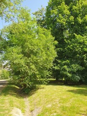 Green trees in a city park, walking path, small ravine, nature