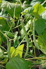 Phaseolus vulgaris 'Fin de Bagnols Bagnolais', Haricot