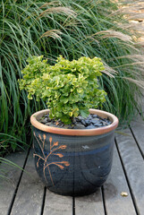 ginkgo biloba, bonsai,