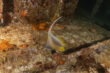 Fish swimming in the Red Sea, colorful fish, Eilat Israel
