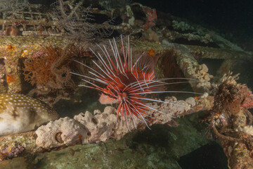 Lionfish in the Red Sea colorful fish, Eilat Israel
