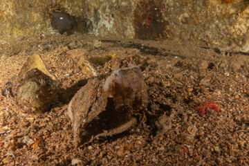 Octopus king of camouflage in the Red Sea, Eilat Israel 
