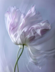 still life photography, a flower in movement with low shutter speed, blurred lines, grainy, pastel blue white and lavender colours, motion blur