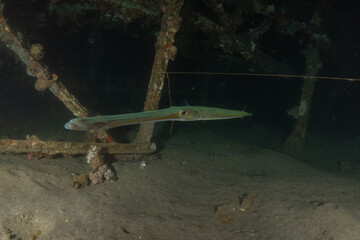 Squid in the Red Sea Colorful and beautiful, Eilat Israel
