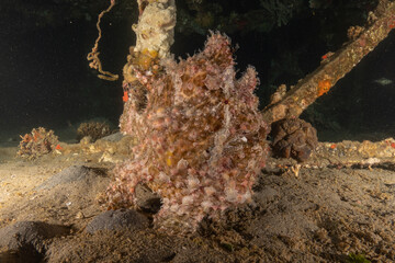 Frogfish swim in the Red Sea, colorful fish, Eilat Israel
