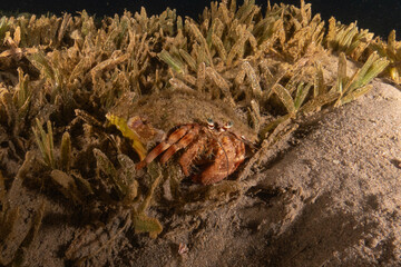 Hermit Crab in the Red Sea Colorful and beautiful, Eilat Israel