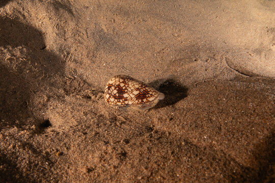Conus textile On the seabed in the Red Sea, Eilat Israel
