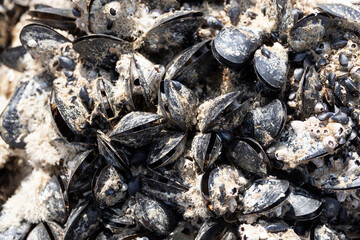 Blue mussels detail - sea life