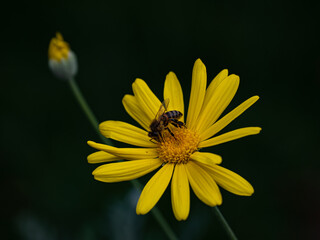 yellow daisy flower