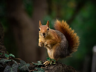 red squirrel in the forest