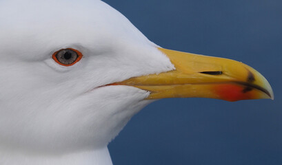 portrait of a seagull