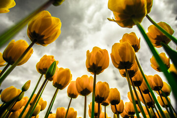 Obraz premium yellow tulips against sky