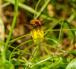 large bee-fly (Bombylius major) on yellow flower