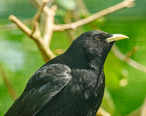 black bird with yellow beak