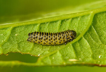 yellow caterpillar with black spots on a leaf