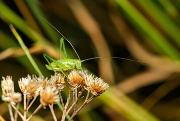 small green grasshopper on dry vegetation