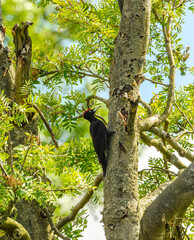 black woodpecker (Dryocopus martius) on a tree