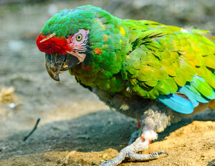 great green macaw (Ara ambiguus) walking on the ground